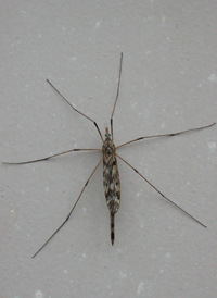 Tipula longiventris